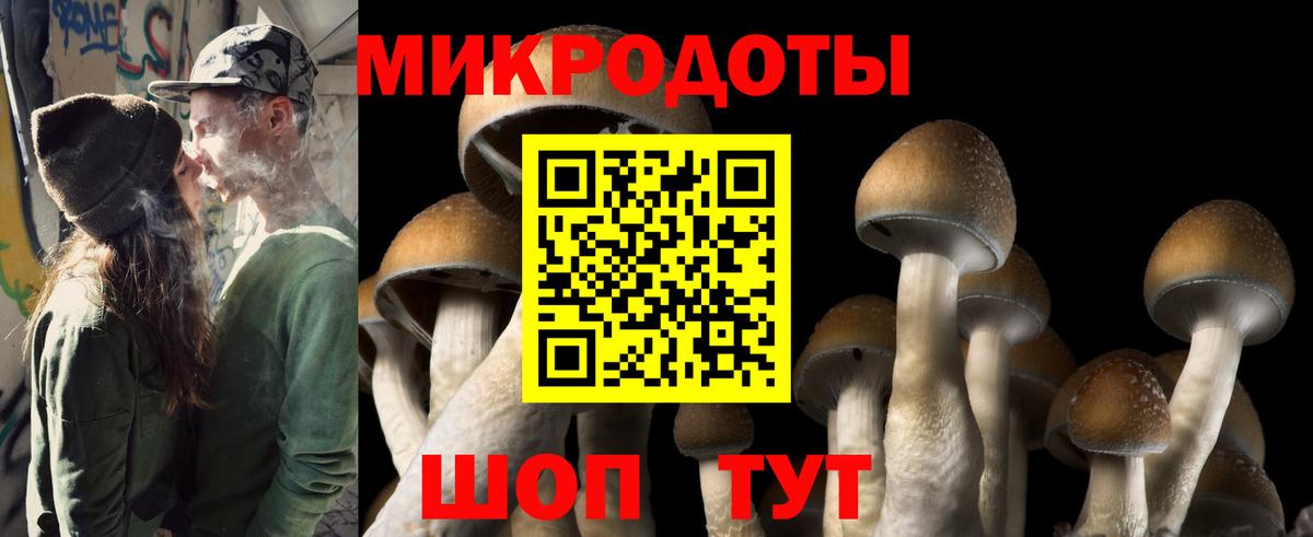 Псилоцибиновые грибы Psilocybe Рославль